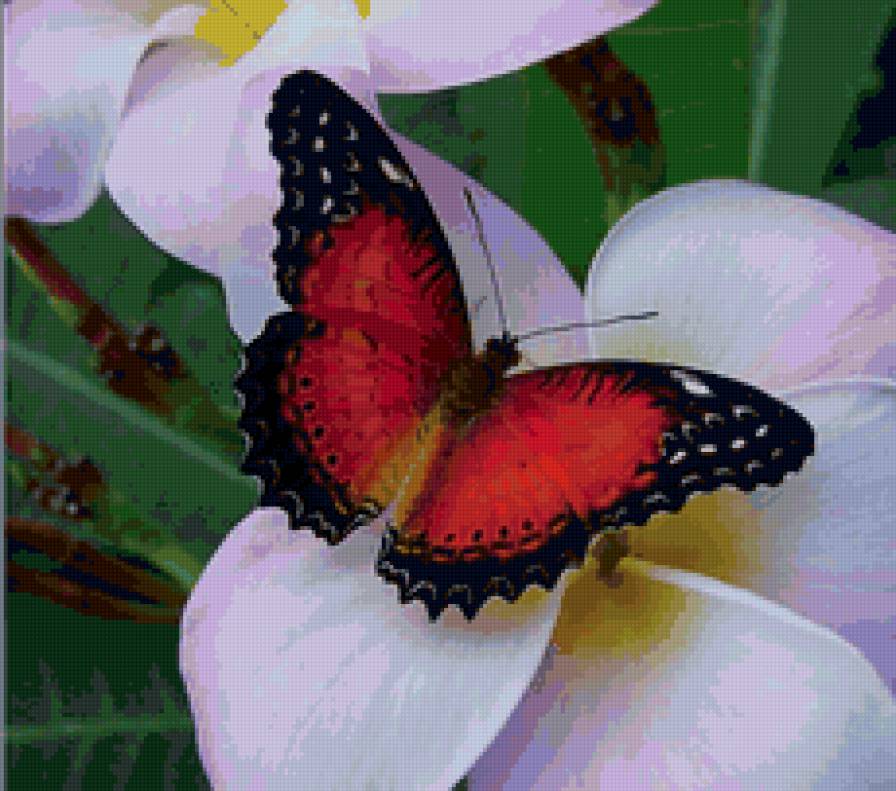 бабочка - цветы, насекомые, бабочка, бабочки - предпросмотр