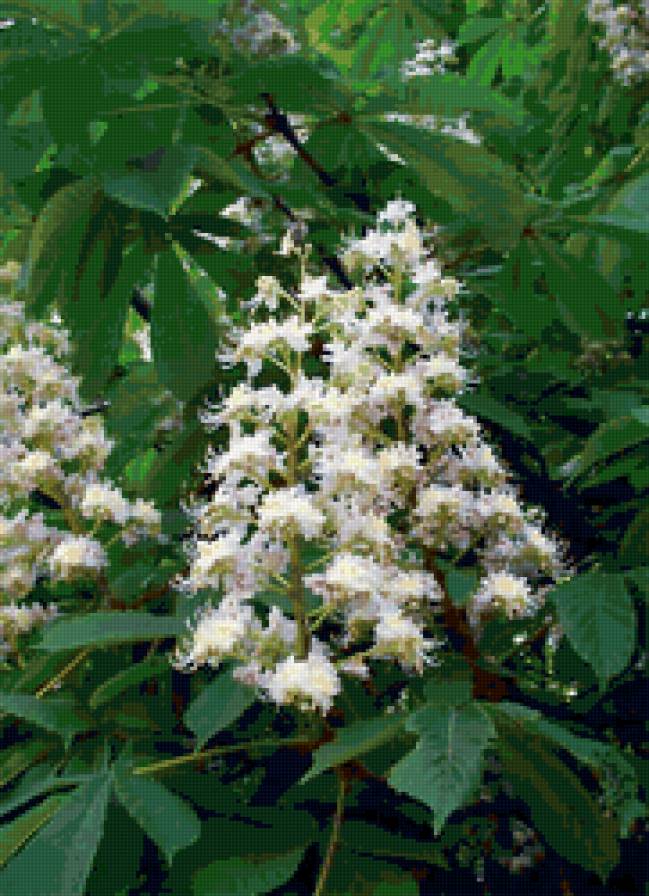 цветение каштана - цветы, каштан, деревья - предпросмотр