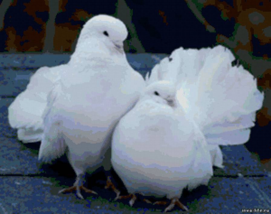 голуби - птицы - предпросмотр