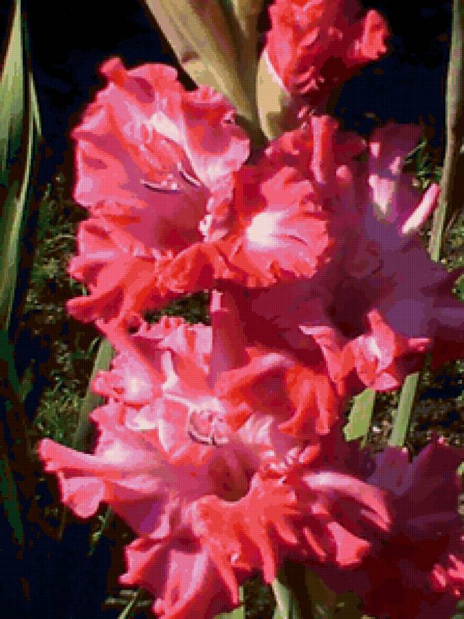гладиолус 1 - цветы - предпросмотр