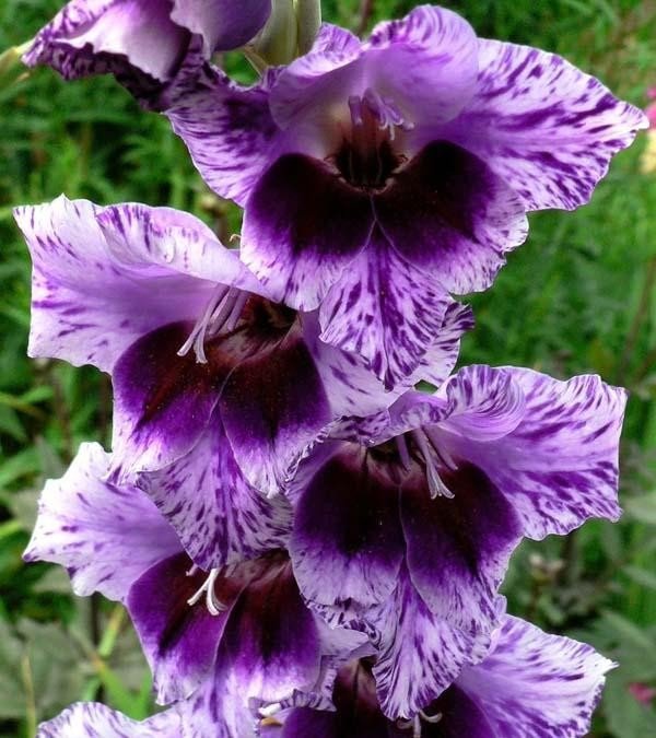 гладиолус 2 - цветы - оригинал