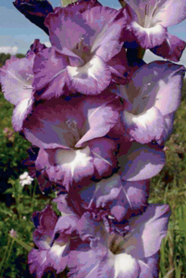 гладиолус 4 - цветы - предпросмотр