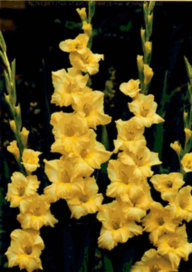 гладиолус 5 - цветы - предпросмотр