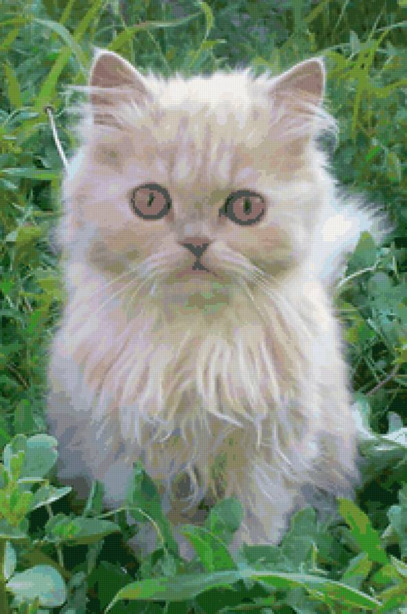 Тимошка - предпросмотр