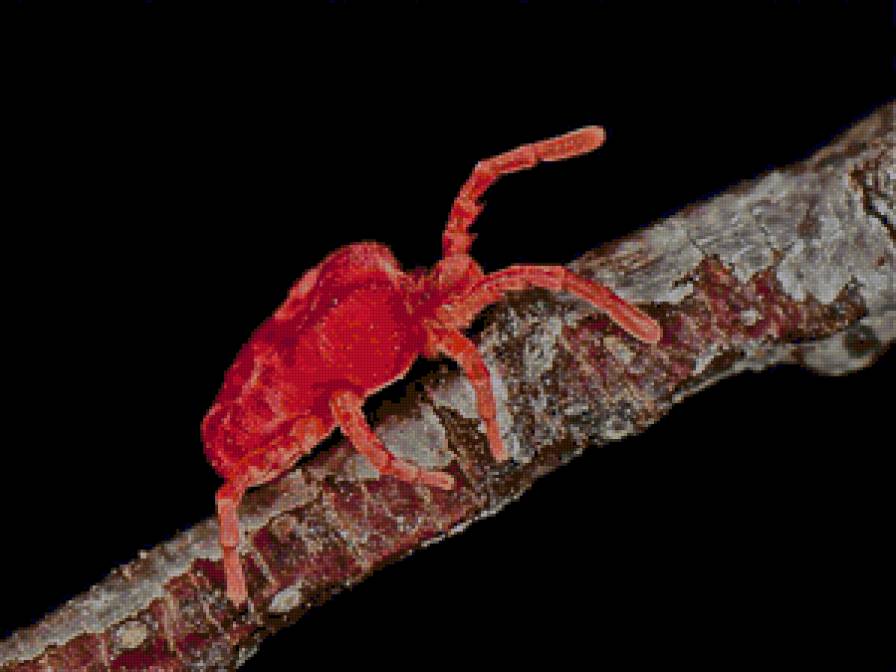 паук - предпросмотр