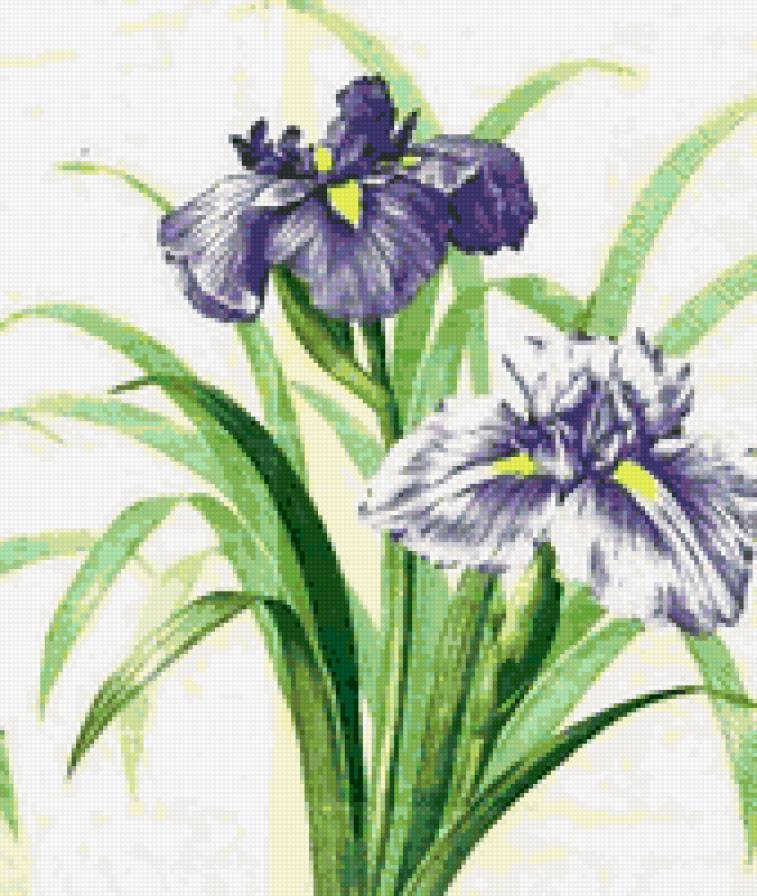 Ирисы - весенние цветы, ирисы, цветы, нежные акварели, ирис - предпросмотр