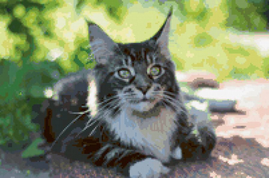 кот породы мейн кун - кот, котенок - предпросмотр