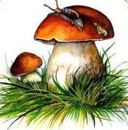 Грибок - гриб, грибок, улитка, природа, травка, грибочки, грибы - оригинал