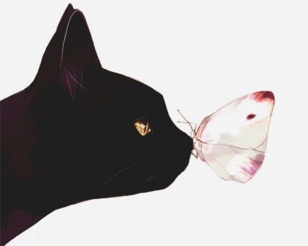 №336777409 - кот, бабочка, кошка - оригинал