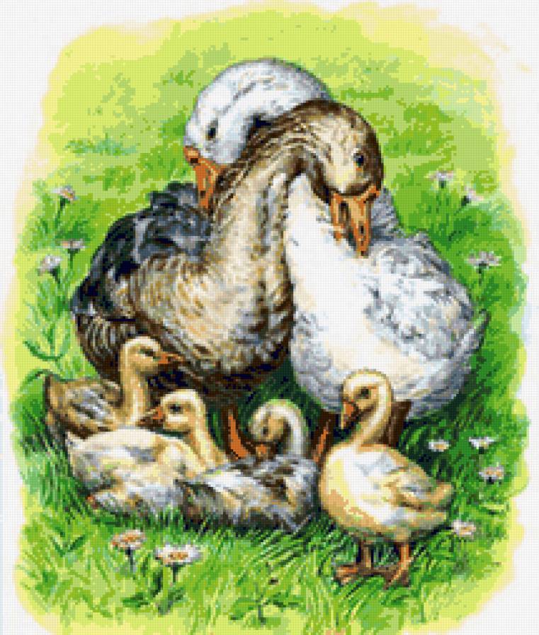 Гуси - гусак, гуси, гусята, птица, птицы, гуска - предпросмотр