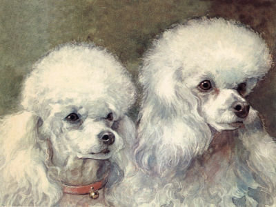 Два белых пуделя - собака, пудель - оригинал