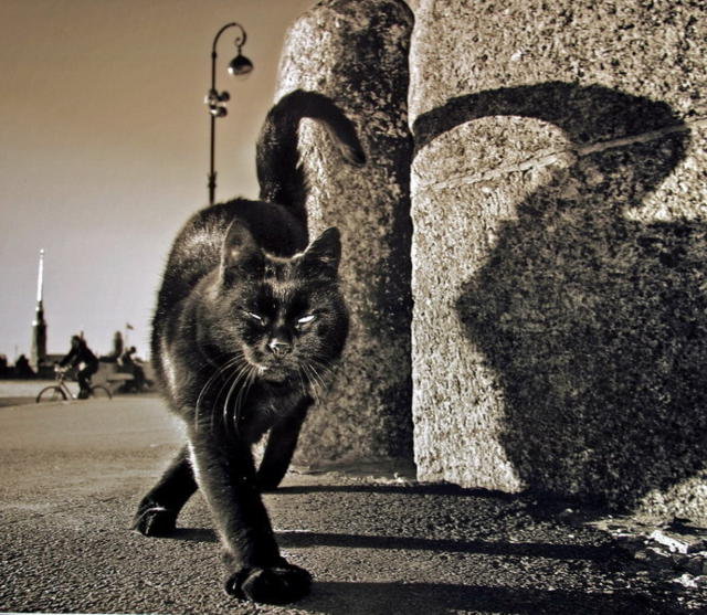 Питерский кот - санкт-петербург, кот - оригинал
