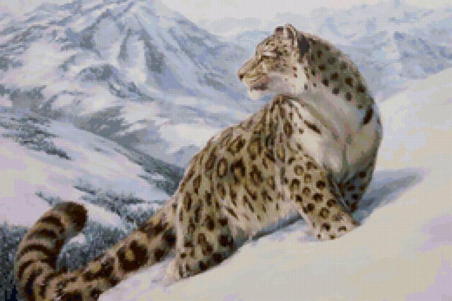 снежный барс - животные, снежный барс, кошка, барс, кошки, хищники, хищник - предпросмотр