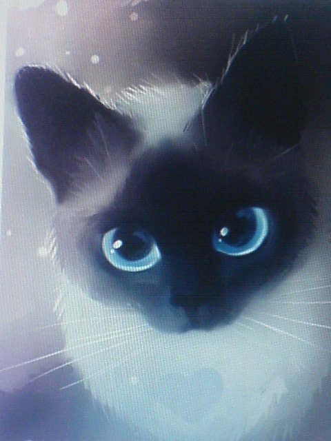 голубые глазки - кошки - оригинал