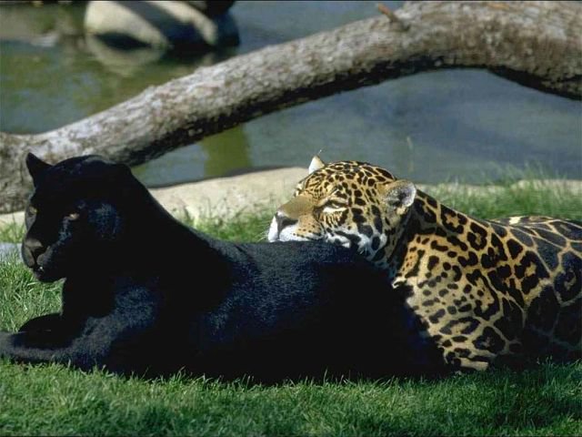 пантера и леопард - хищник, кошки, хищники, любовь, кошка, пантера, пара, леопард - оригинал