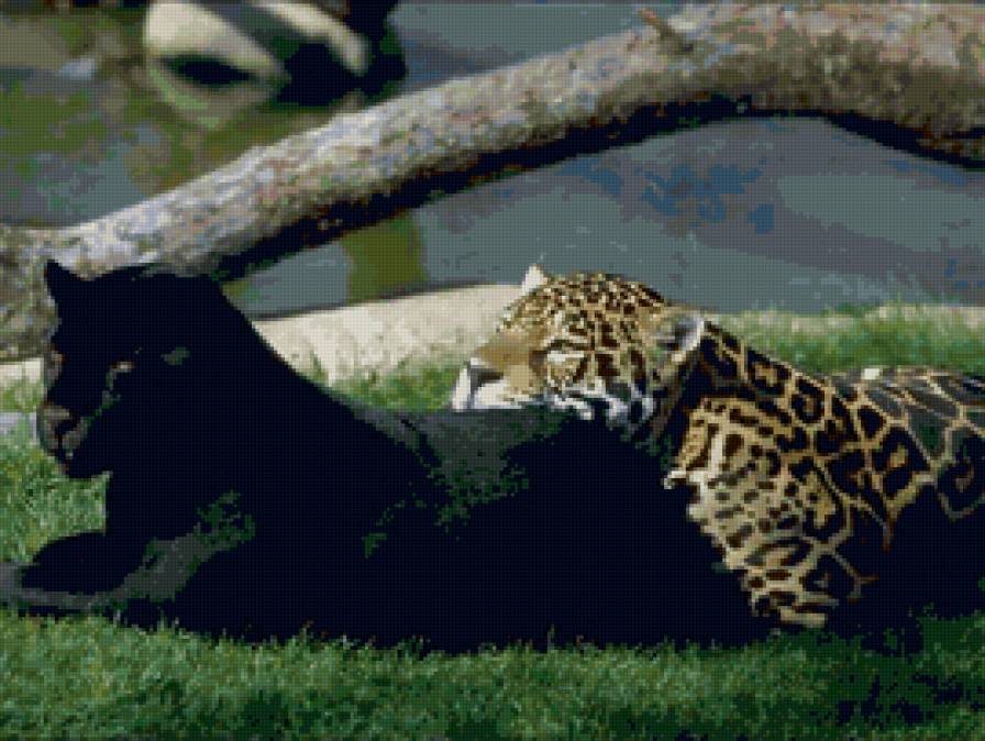 пантера и леопард - пантера, кошка, любовь, хищники, хищник, кошки, леопард, пара - предпросмотр
