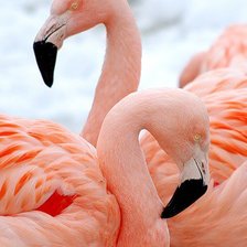 Схема вышивки «розовый фламинго»