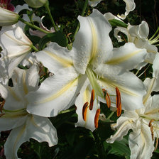 Схема вышивки «№5135»