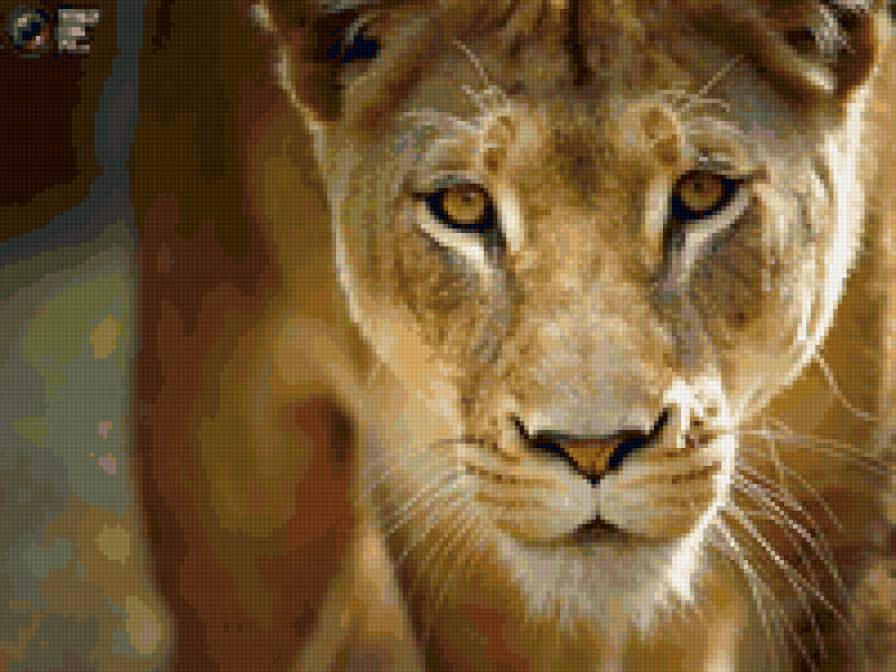 Львица - животные - предпросмотр