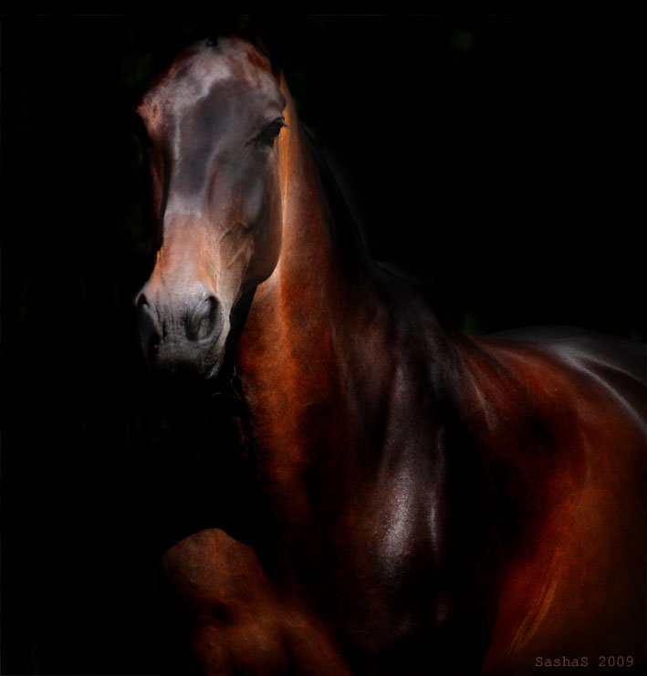 Орловский рысак - оригинал