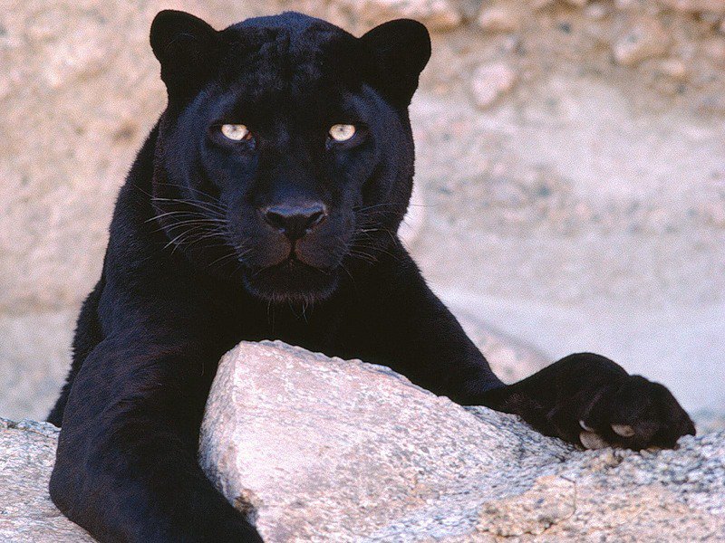 пантера - хищники, черная пантера, леопард, хищник, кош, пантера, животные - оригинал