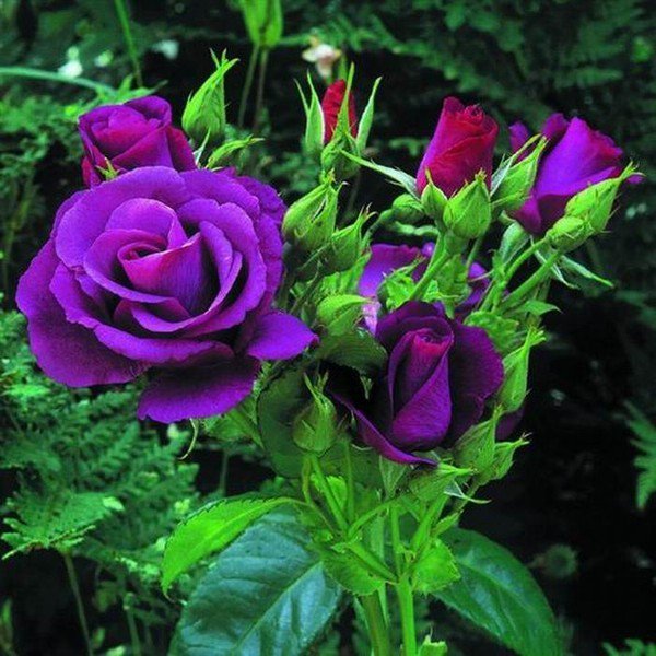 фиолетовые розы - розы, цветы - оригинал