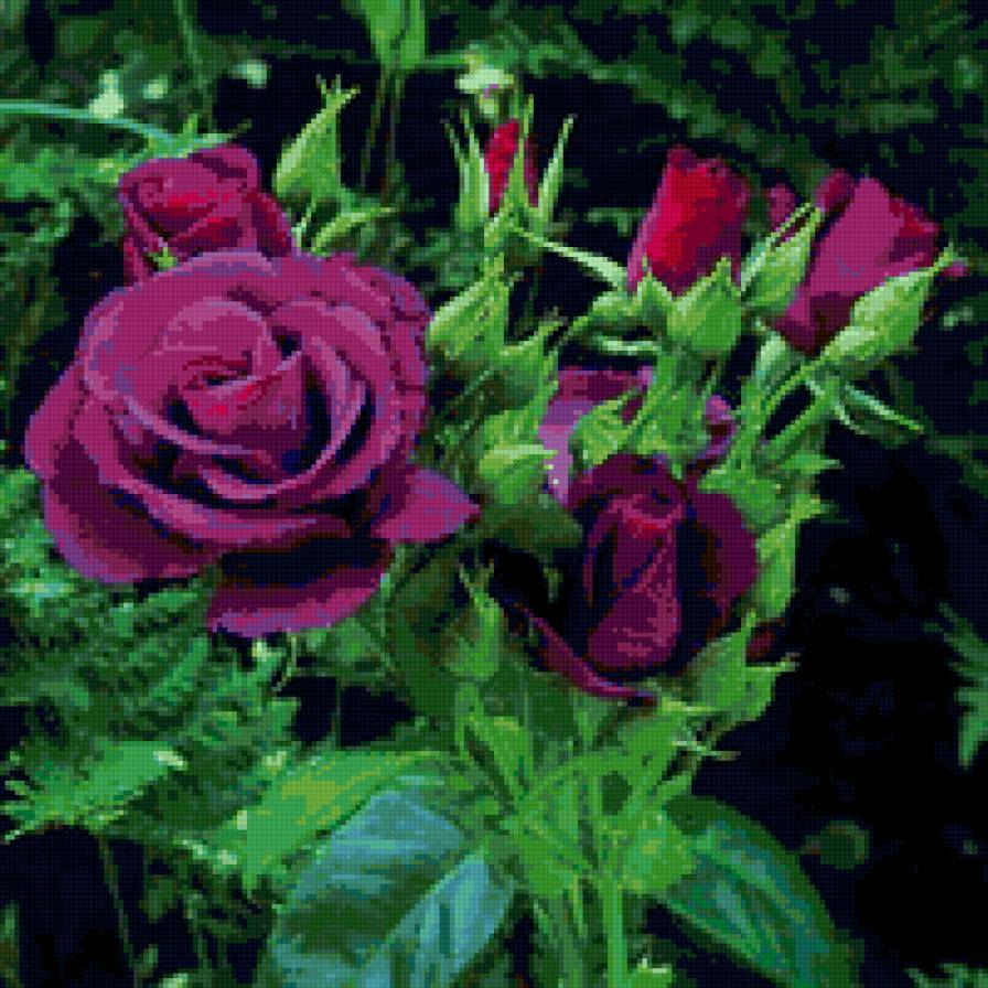 фиолетовые розы - розы, цветы - предпросмотр