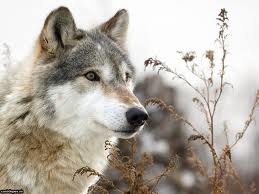 волк - животные, волки, фауна - оригинал