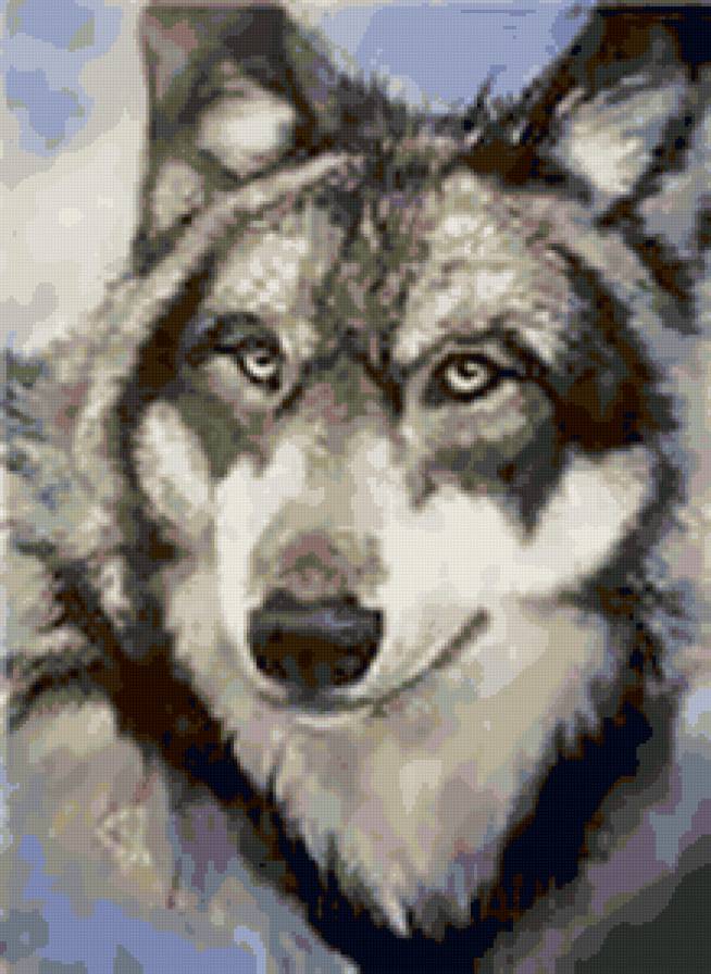 волк - волки - предпросмотр