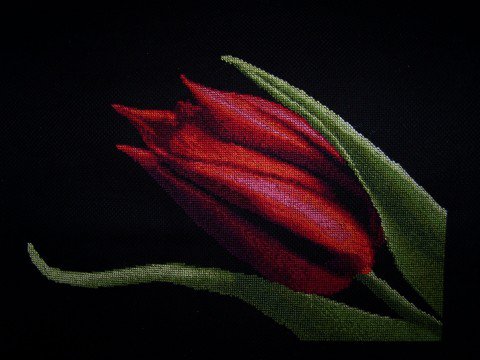 Тюльпан - красный, флора, цветок, тюльпан - оригинал