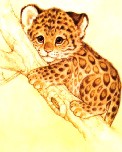 Леопардик - зверушки, малыши, дикие кошки, леопард, животные, леопардик - оригинал