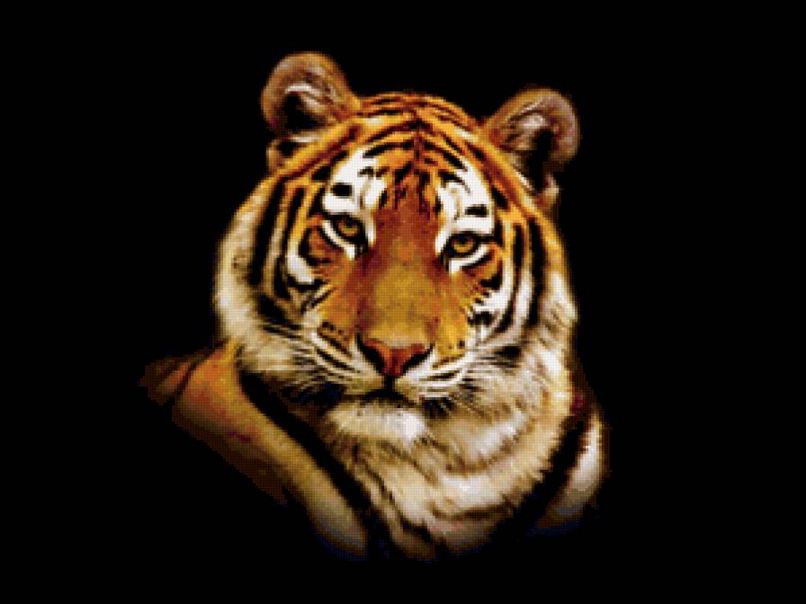 Портрет тигра) - тигр, животные, портрет - предпросмотр