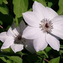 Схема вышивки «№6667»