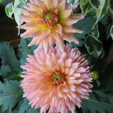 Схема вышивки «№6672»