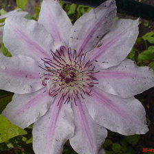 Схема вышивки «№6685»