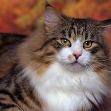 Схема вышивки «№6725»