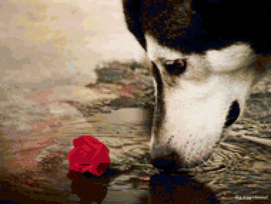 собачка - роза, разное, красота, собака, животные - предпросмотр