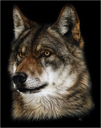 Волк - животные, волки - оригинал