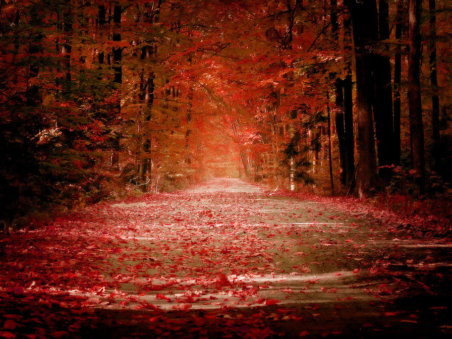 red - красное, осень, природа - оригинал