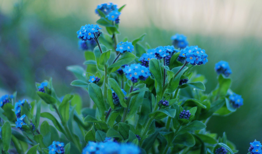 blue - цветы - оригинал