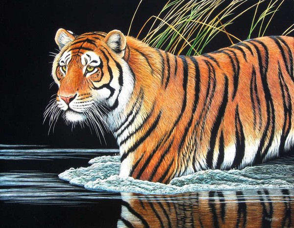 тигр)) - тигр - оригинал