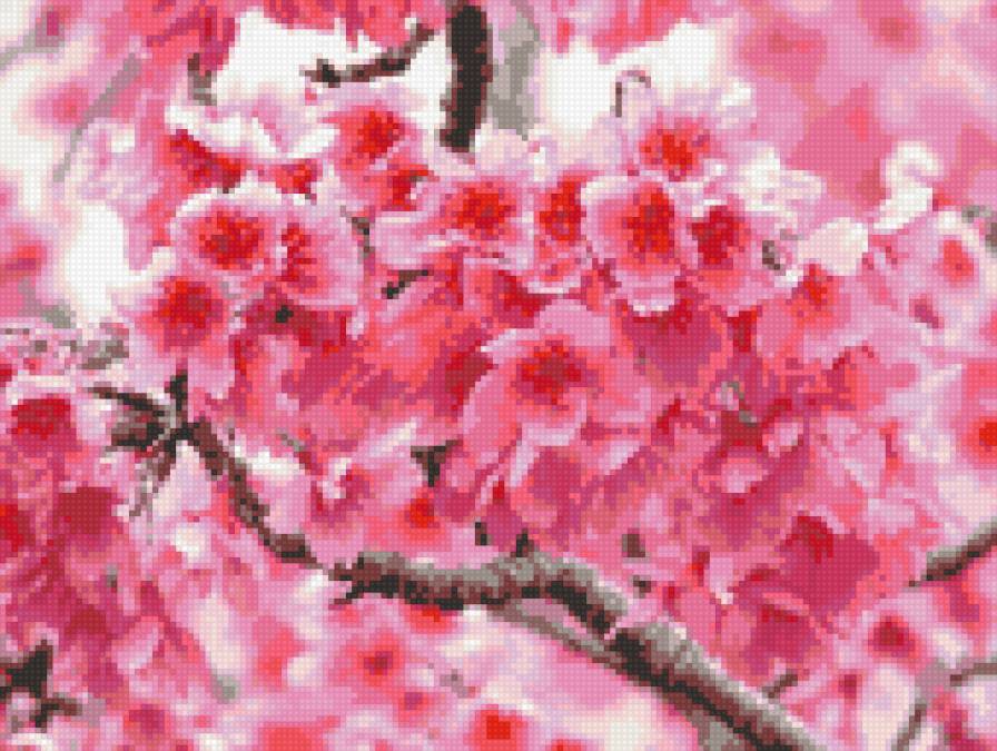 Сакура - дерево, сакура, цветы - предпросмотр