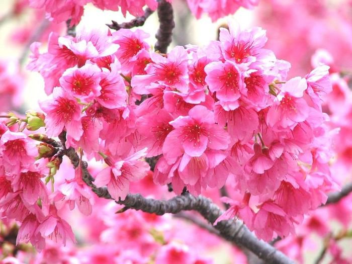 Сакура - цветы, дерево, сакура - оригинал