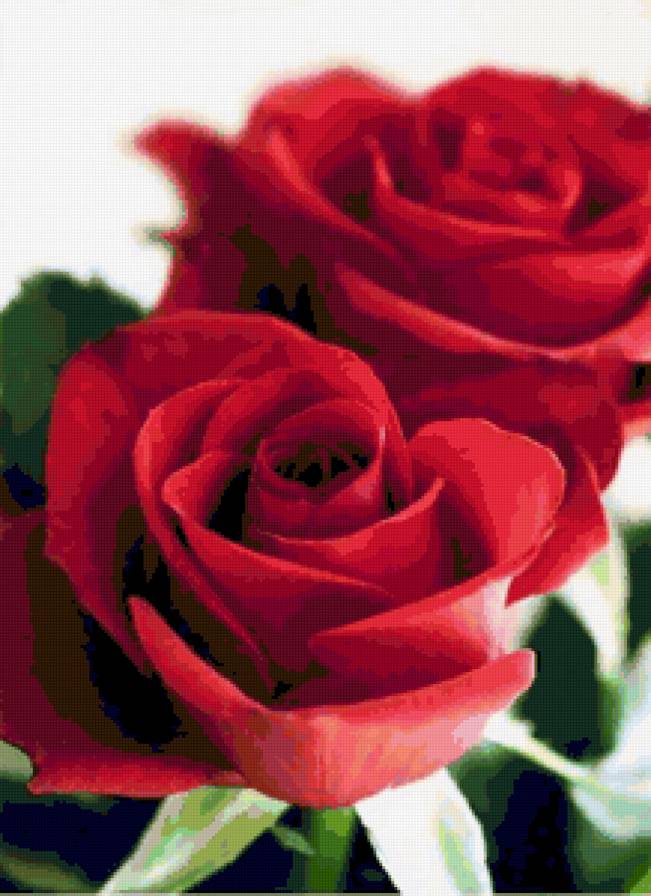 Большие красные розы) - цветы, красные розы, розы, flowers - предпросмотр