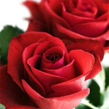 Схема вышивки «Большие красные розы)»