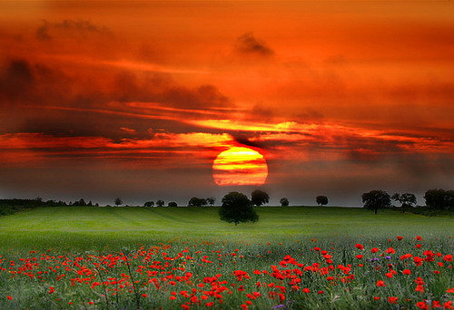 Пейзаж - маки, природа, закат - оригинал