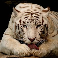 Схема вышивки «белый тигр»