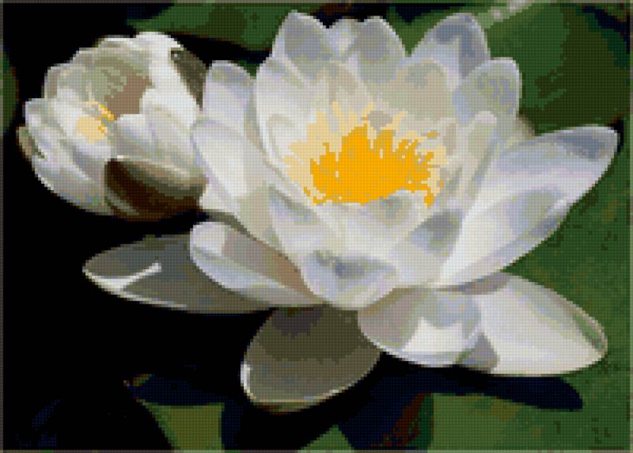 белая кувшинка - цветы, лотос, кувшинка - предпросмотр