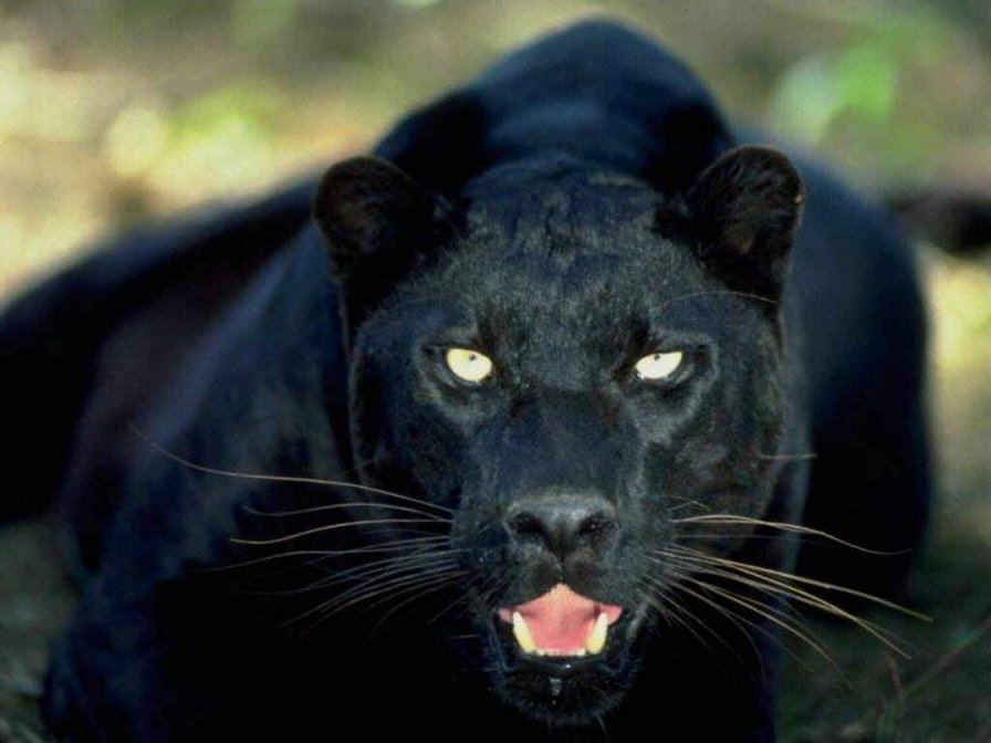 черная пантера - животные, природа - оригинал
