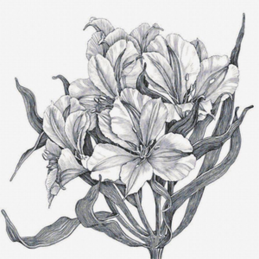 Альстромерия - цветы - предпросмотр